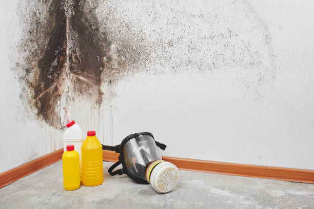 Best Industrial Mold Remediation in Pender, NE