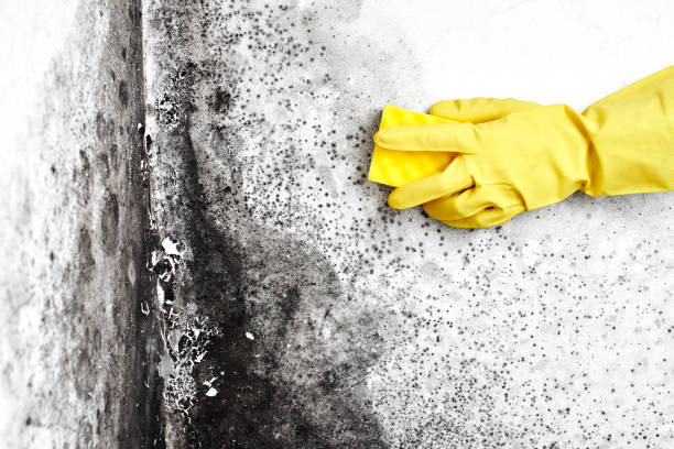 Best Residential Mold Remediation in Pender, NE