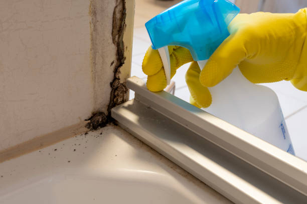 Best Attic Mold Remediation in Pender, NE