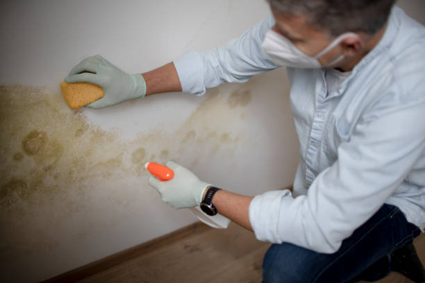 Best Health and Safety Mold Remediation in Pender, NE