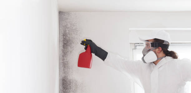 Best Insurance-Related Mold Remediation in Pender, NE