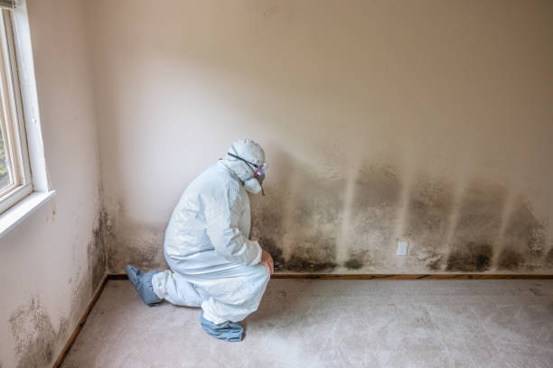 Best Black Mold Remediation in Pender, NE