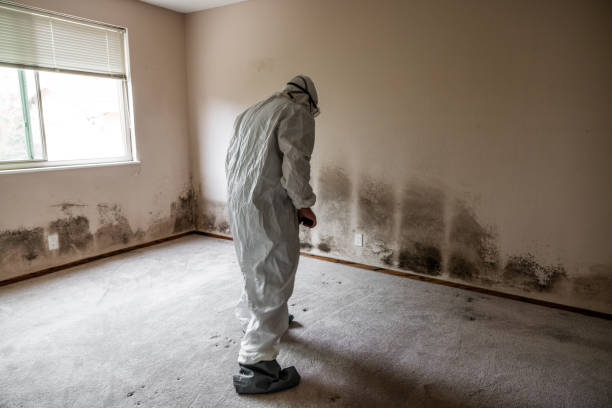 Best Post-Flood Mold Remediation in Pender, NE