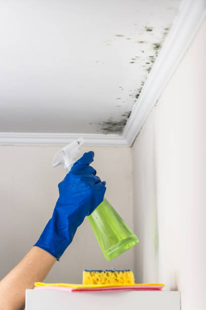 Best Basement Mold Remediation in Pender, NE